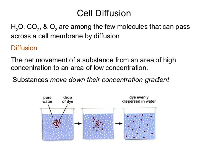 When does water stop moving across a membrane?