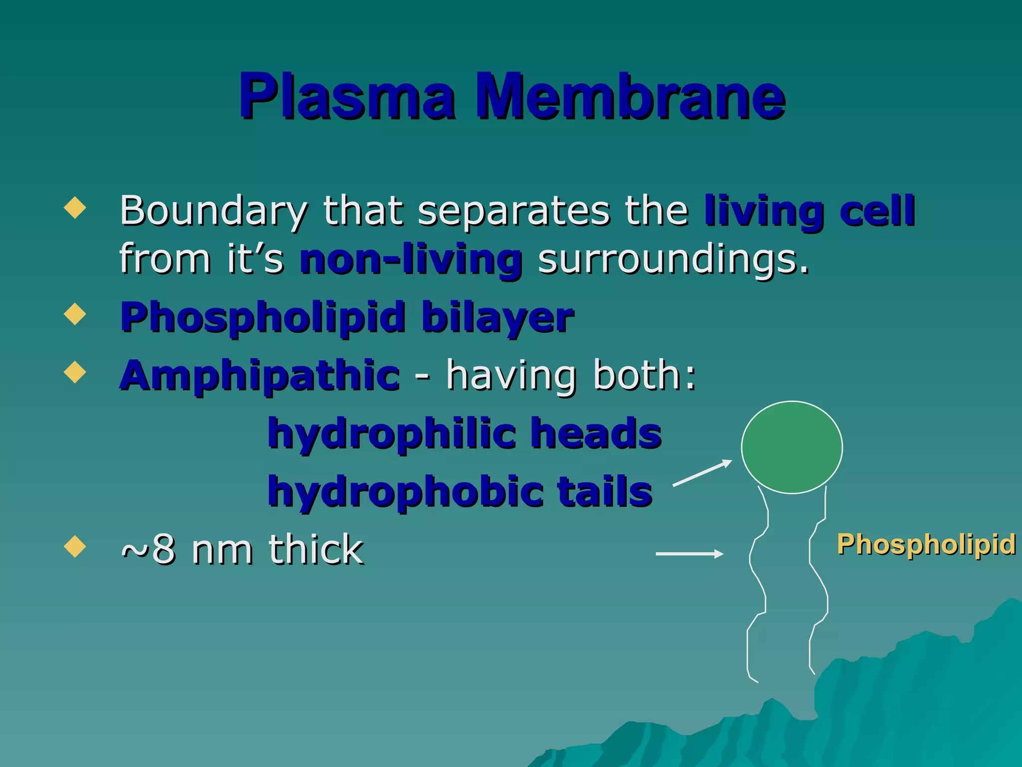 Plasma Membrane Boundary that separates the  living cell  from it’s  non-living  surroundings. Phospholipid bilayer Amphipathic  - having both: hydrophilic heads hydrophobic tails ~8 nm thick Phospholipid 