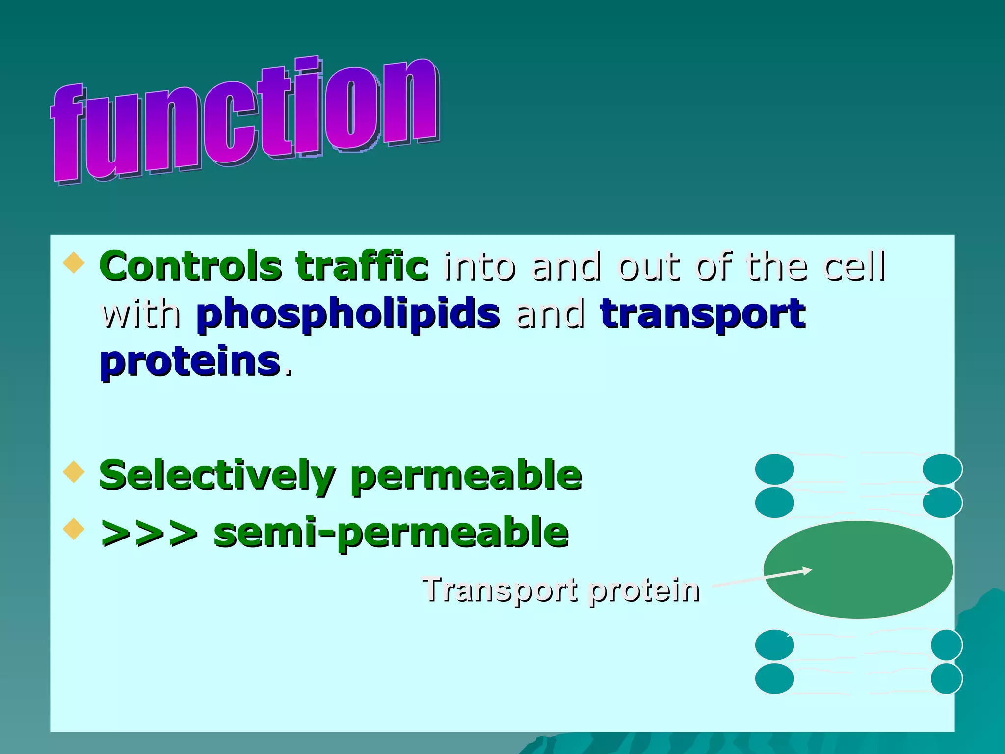 Controls traffic  into and out of the cell with  phospholipids  and  transport proteins . Selectively permeable >>> semi-permeable function  Transport protein 
