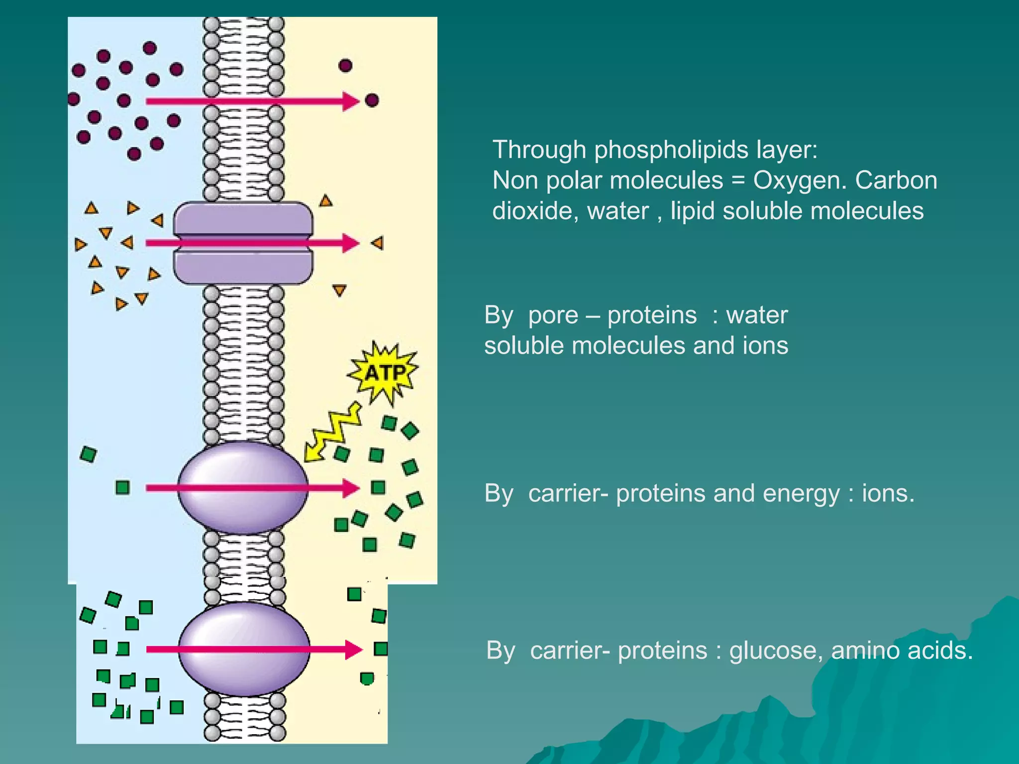 Through phospholipids layer: Non polar molecules = Oxygen. Carbon dioxide, water , lipid soluble molecules  By  pore – proteins  : water  soluble molecules and ions By  carrier- proteins and energy : ions. By  carrier- proteins : glucose, amino acids. 