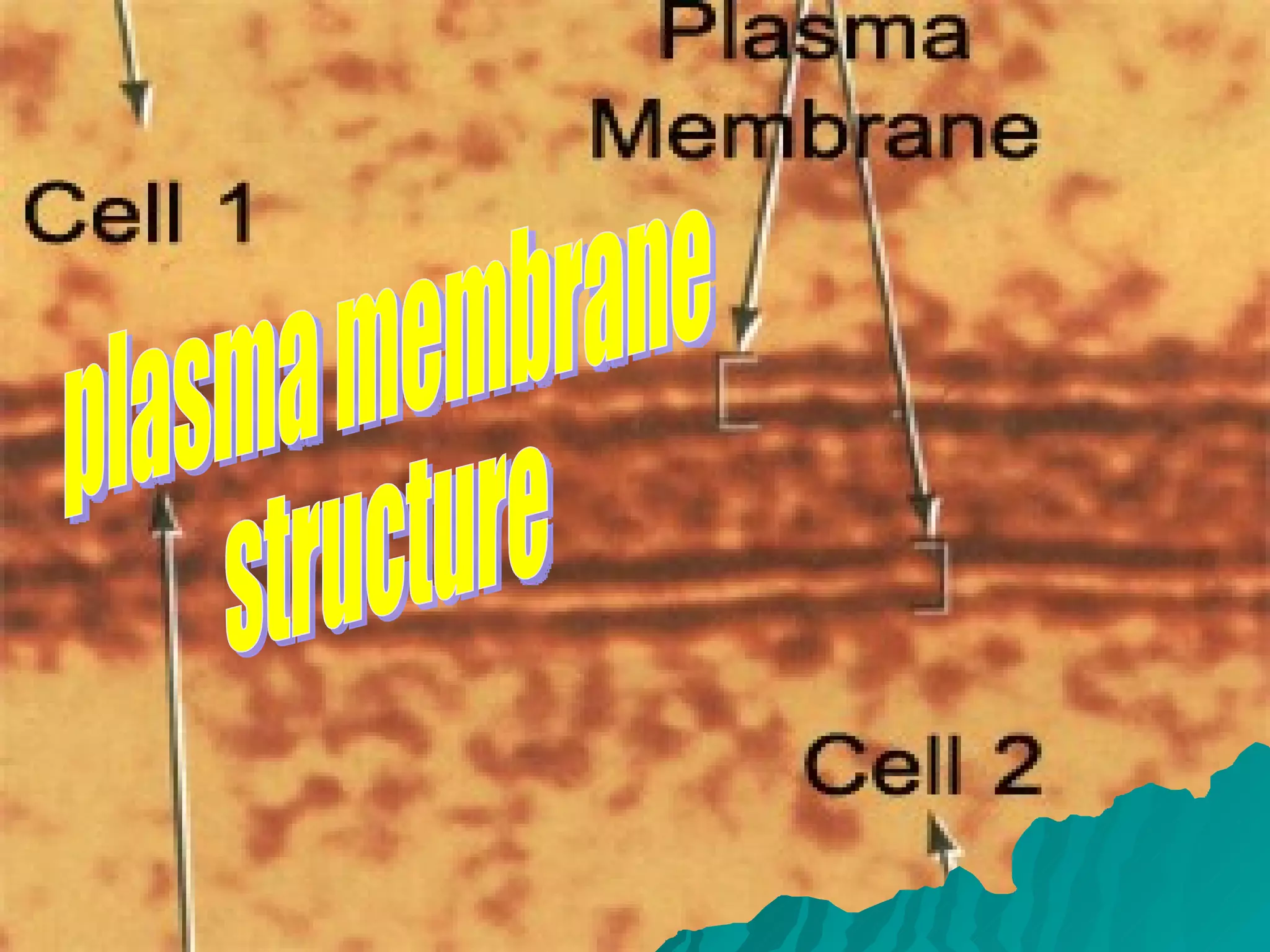 plasma membrane structure 