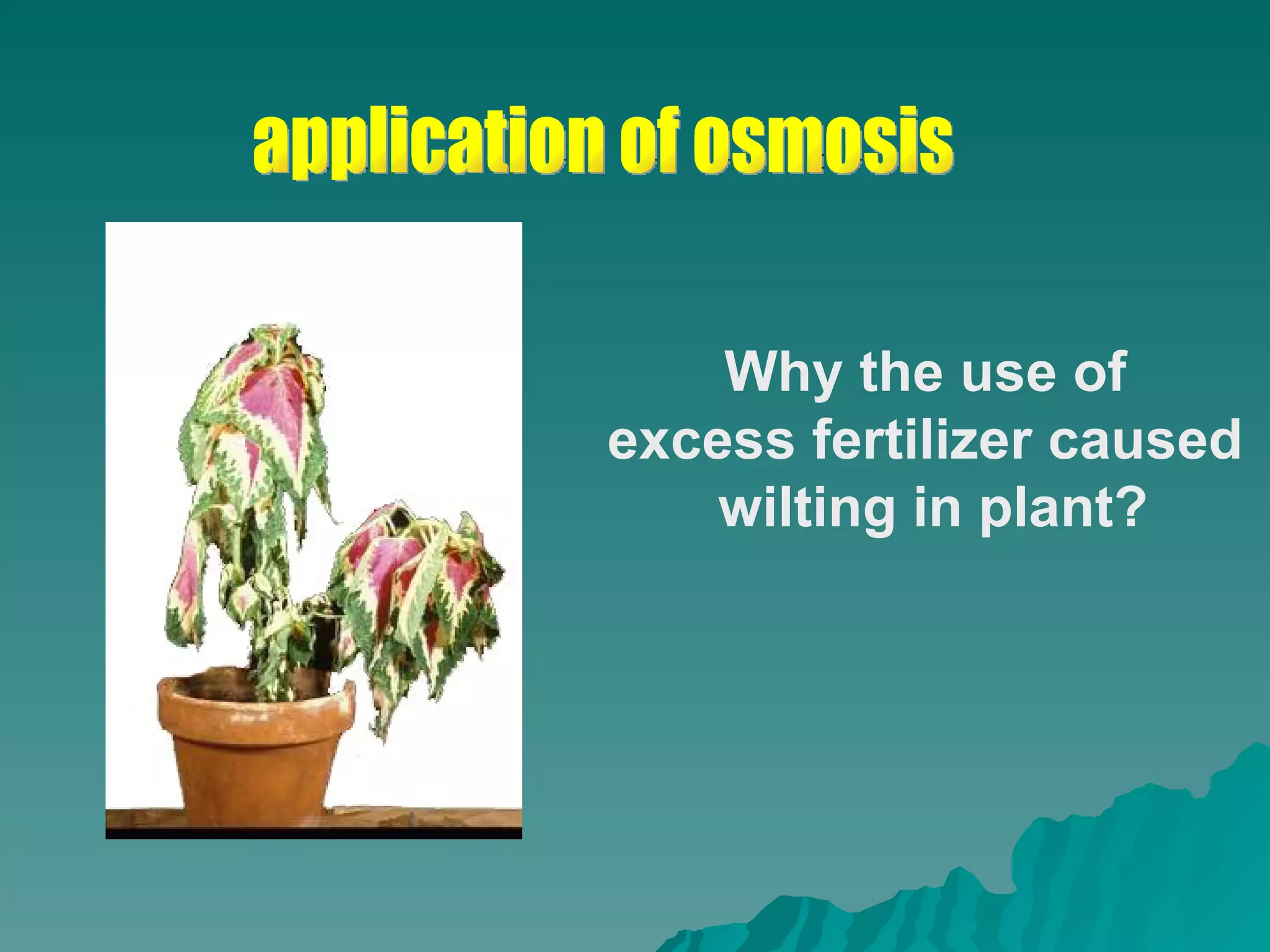application of osmosis Why the use of  excess fertilizer caused  wilting in plant? 