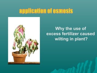 Why the use of
excess fertilizer caused
wilting in plant?
 