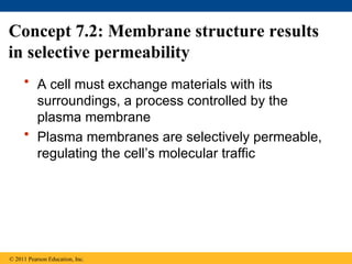 Concept 7.2: Membrane structure results
in selective permeability
• A cell must exchange materials with its
surroundings, a process controlled by the
plasma membrane
• Plasma membranes are selectively permeable,
regulating the cell’s molecular traffic
© 2011 Pearson Education, Inc.
 