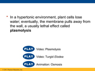 • In a hypertonic environment, plant cells lose
water; eventually, the membrane pulls away from
the wall, a usually lethal effect called
plasmolysis
© 2011 Pearson Education, Inc.
Video: Turgid Elodea
Animation: Osmosis
Video: Plasmolysis
 