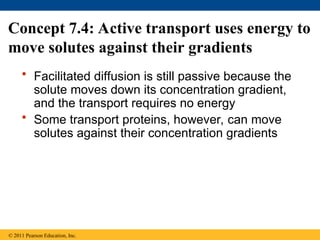 Concept 7.4: Active transport uses energy to
move solutes against their gradients
• Facilitated diffusion is still passive because the
solute moves down its concentration gradient,
and the transport requires no energy
• Some transport proteins, however, can move
solutes against their concentration gradients
© 2011 Pearson Education, Inc.
 