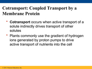 Cotransport: Coupled Transport by a
Membrane Protein
• Cotransport occurs when active transport of a
solute indirectly drives transport of other
solutes
• Plants commonly use the gradient of hydrogen
ions generated by proton pumps to drive
active transport of nutrients into the cell
© 2011 Pearson Education, Inc.
 