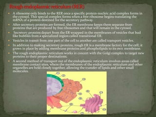  A ribosome only binds to the RER once a specific protein-nucleic acid complex forms in
the cytosol. This special complex forms when a free ribosome begins translating the
mRNA of a protein destined for the secretory pathway.
 After secretory proteins are formed, the ER membrane keeps them separate from
proteins that are produced by free ribosomes and that will remain in the cytosol.
 Secretory proteins depart from the ER wrapped in the membranes of vesicles that bud
like bubbles from a specialized region called transitional ER.
 Vesicles in transit from one part of the cell to another are called transport vesicles.
 In addition to making secretory proteins, rough ER is a membrane factory for the cell; it
grows in place by adding membrane proteins and phospholipids to its own membrane.
 The rough endoplasmic reticulum works in concert with the Golgi complex to target new
proteins to their proper destinations.
 A second method of transport out of the endoplasmic reticulum involves areas called
membrane contact sites, where the membranes of the endoplasmic reticulum and other
organelles are held closely together, allowing the transfer of lipids and other small
molecules.
 