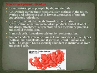  It synthesizes lipids, phospholipids, and steroids.
 Cells which secrete these products, such as those in the testes,
ovaries, and sebaceous glands have an abundance of smooth
endoplasmic reticulum.
 It also carries out the metabolism of carbohydrates,
detoxification of natural metabolism products and of alcohol
and drugs, attachment of receptors on cell membrane proteins,
and steroid metabolism.
 In muscle cells, it regulates calcium ion concentration.
 Smooth endoplasmic reticulum is found in a variety of cell types
(both animal and plant), and it serves different functions in
each. The smooth ER is especially abundant in mammalian liver
and gonad cells.
 