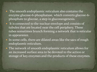  The smooth endoplasmic reticulum also contains the
enzyme glucose-6-phosphatase, which converts glucose-6-
phosphate to glucose, a step in gluconeogenesis.
 It is connected to the nuclear envelope and consists of
tubules that are located near the cell periphery. These
tubes sometimes branch forming a network that is reticular
in appearance.
 In some cells, there are dilated areas like the sacs of rough
endoplasmic reticulum.
 The network of smooth endoplasmic reticulum allows for
an increased surface area to be devoted to the action or
storage of key enzymes and the products of these enzymes.
 