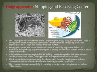  The Golgi apparatus also known as the Golgi complex, Golgi body, or simply the Golgi, is
an organelle found in most eukaryotic cells. It was identified in 1897 by the Italian
physician Camillo Golgi and named after him in 1898.
 Among eukaryotes, the subcellular localization of the Golgi apparatus differs. In
mammals, a single Golgi apparatus complex is usually located near the cell nucleus, close
to the centrosome.
 Tubular connections are responsible for linking the stacks together. Localization and
tubular connections of the Golgi apparatus are dependent on microtubules.
 If microtubules are experimentally depolymerized, then the Golgi apparatus loses
connections and becomes individual stacks throughout the cytoplasm.
 The common feature among Golgi is that they are adjacent to endoplasmic reticulum
(ER) exit sites.
 