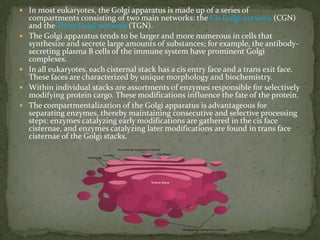  In most eukaryotes, the Golgi apparatus is made up of a series of
compartments consisting of two main networks: the Cis Golgi network (CGN)
and the Trans Golgi network (TGN).
 The Golgi apparatus tends to be larger and more numerous in cells that
synthesize and secrete large amounts of substances; for example, the antibody-
secreting plasma B cells of the immune system have prominent Golgi
complexes.
 In all eukaryotes, each cisternal stack has a cis entry face and a trans exit face.
These faces are characterized by unique morphology and biochemistry.
 Within individual stacks are assortments of enzymes responsible for selectively
modifying protein cargo. These modifications influence the fate of the protein.
 The compartmentalization of the Golgi apparatus is advantageous for
separating enzymes, thereby maintaining consecutive and selective processing
steps: enzymes catalyzing early modifications are gathered in the cis face
cisternae, and enzymes catalyzing later modifications are found in trans face
cisternae of the Golgi stacks.
 