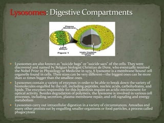  Lysosomes are also known as "suicide bags" or "suicide sacs" of the cells. They were
discovered and named by Belgian biologist Christian de Duve, who eventually received
the Nobel Prize in Physiology or Medicine in 1974.A lysosome is a membrane-bound cell
organelle found in cells. Their sizes can be very different—the biggest ones can be more
than 10 times bigger than the smallest ones.
 Lysosomes contain a variety of enzymes in order to be able to break down the variety of
biomolecules engulfed by the cell, including peptides, nucleic acids, carbohydrates, and
lipids. The enzymes responsible for this hydrolysis require an acidic environment for
optical activity. Besides degradation of polymers, the lysosome is involved in various cell
processes, including secretion, plasma membrane repair, and cell signaling and energy
metabolism
 Lysosomes carry out intracellular digestion in a variety of circumstances. Amoebas and
many other protists eat by engulfing smaller organisms or food particles, a process called
phagocytosis
 