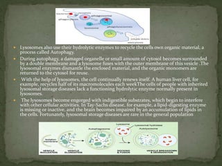 Lysosomes also use their hydrolytic enzymes to recycle the cells own organic material, a
process called Autophagy.
 During autophagy, a damaged organelle or small amount of cytosol becomes surrounded
by a double membrane and a lysosome fuses with the outer membrane of this vesicle .The
lysosomal enzymes dismantle the enclosed material, and the organic monomers are
returned to the cytosol for reuse.
 With the help of lysosomes, the cell continually renews itself. A human liver cell, for
example, recycles half of its macromolecules each weekThe cells of people with inherited
lysosomal storage diseases lack a functioning hydrolytic enzyme normally present in
lysosomes.
 The lysosomes become engorged with indigestible substrates, which begin to interfere
with other cellular activities. In Tay-Sachs disease, for example, a lipid-digesting enzyme
is missing or inactive, and the brain becomes impaired by an accumulation of lipids in
the cells. Fortunately, lysosomal storage diseases are rare in the general population
 