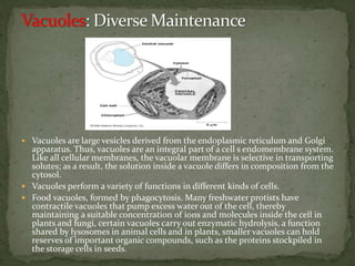  Vacuoles are large vesicles derived from the endoplasmic reticulum and Golgi
apparatus. Thus, vacuoles are an integral part of a cell s endomembrane system.
Like all cellular membranes, the vacuolar membrane is selective in transporting
solutes; as a result, the solution inside a vacuole differs in composition from the
cytosol.
 Vacuoles perform a variety of functions in different kinds of cells.
 Food vacuoles, formed by phagocytosis. Many freshwater protists have
contractile vacuoles that pump excess water out of the cell, thereby
maintaining a suitable concentration of ions and molecules inside the cell in
plants and fungi, certain vacuoles carry out enzymatic hydrolysis, a function
shared by lysosomes in animal cells and in plants, smaller vacuoles can hold
reserves of important organic compounds, such as the proteins stockpiled in
the storage cells in seeds.
 
