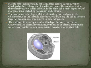  Mature plant cells generally contain a large central vacuole, which
develops by the coalescence of smaller vacuoles. The solution inside
the central vacuole, called cell sap, is the plant cell s main repository of
inorganic ions, including potassium and chloride.
 The central vacuole plays a Major role in the growth of plant cells,
which enlarge as the vacuole absorbs water, enabling the cell to become
larger with a minimal investment in new cytoplasm.
 The cytosol often occupies only a thin layer between the central
vacuole and the plasma membrane, so the ratio of plasma membrane
surface to cytosolic volume is sufficient, even for a large plant cell.
 