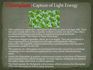  Chloroplasts are organelles, specialized subunits, in plant and algal cells. Their
discovery inside plant cells is usually credited to Julius von Sachs (1832–1897),
an influential botanist and author of standard botanical textbooks –
sometimes called "The Father of Plant Physiology”.
 These lens-shaped organelles, about 36 m in length. They are considered to
have originated from cyanobacteria through endosymbiosis. When a
eukaryotic cell engulfed a photosynthesizing cyanobacterium that became a
permanent resident in the cell.
 The contents of a chloroplast are partitioned from the cytosol by an envelope
consisting of two membranes separated by a very narrow intermembrane
space.
 Inside the chloroplast is another membranous system in the form of flattened,
interconnected sacs called thylakoids. In some regions, thylakoids are stacked
like poker chips; each stack is called a granum.
 The fluid outside the thylakoids is the stroma, which contains the chloroplast
DNA and ribosomes as well as many enzymes.
 