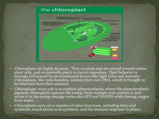  Chloroplasts are highly dynamic. They circulate and are moved around within
plant cells, and occasionally pinch in two to reproduce. Their behavior is
strongly influenced by environmental factors like light color and intensity.
Chloroplasts, like mitochondria, contain their own DNA, which is thought to
be inherited from their ancestor.
 Chloroplasts' main role is to conduct photosynthesis, where the photosynthetic
pigment chlorophyll captures the energy from sunlight and converts it and
stores it in the energy-storage molecules ATP and NADPH while freeing oxygen
from water.
 Chloroplasts carry out a number of other functions, including fatty acid
synthesis, much amino acid synthesis, and the immune response in plants.
 