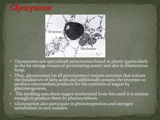  Glyoxysomes are specialized peroxisomes found in plants (particularly
in the fat storage tissues of germinating seeds) and also in filamentous
fungi.
 Thus, glyoxysomes (as all peroxisomes) contain enzymes that initiate
the breakdown of fatty acids and additionally possess the enzymes to
produce intermediate products for the synthesis of sugars by
gluconeogenesis.
 The seedling uses these sugars synthesized from fats until it is mature
enough to produce them by photosynthesis.
 Glyoxysomes also participate in photorespiration and nitrogen
metabolism in root nodules.
 