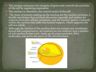  The nucleus maintains the integrity of genes and controls the activities
of the cell by regulating expression.
 The nucleus is, therefore, the control center of the cell.
 The main structures making up the nucleus are the nuclear envelope, a
double membrane that encloses the entire organelle and isolates its
contents from the cellular cytoplasm, and the nuclear matrix a network
within the nucleus that adds mechanical support, which supports the
cell as a whole.
 Although the interior of the nucleus does not contain any membrane-
bound sub compartments, its contents are not uniform, and a number
of sub-nuclear bodies exist, made up of unique proteins, RNA
molecules, and particular parts of the chromosomes.
 