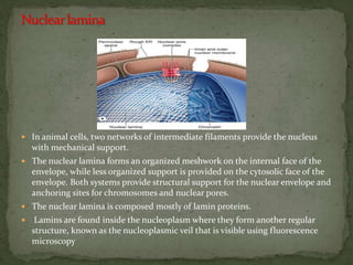  In animal cells, two networks of intermediate filaments provide the nucleus
with mechanical support.
 The nuclear lamina forms an organized meshwork on the internal face of the
envelope, while less organized support is provided on the cytosolic face of the
envelope. Both systems provide structural support for the nuclear envelope and
anchoring sites for chromosomes and nuclear pores.
 The nuclear lamina is composed mostly of lamin proteins.
 Lamins are found inside the nucleoplasm where they form another regular
structure, known as the nucleoplasmic veil that is visible using fluorescence
microscopy
 
