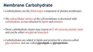 Membrane carbohydrate and their significance in cellular recognition | PPT