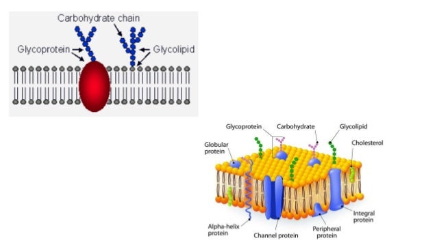 Membrane carbohydrate and their significance in cellular recognition
