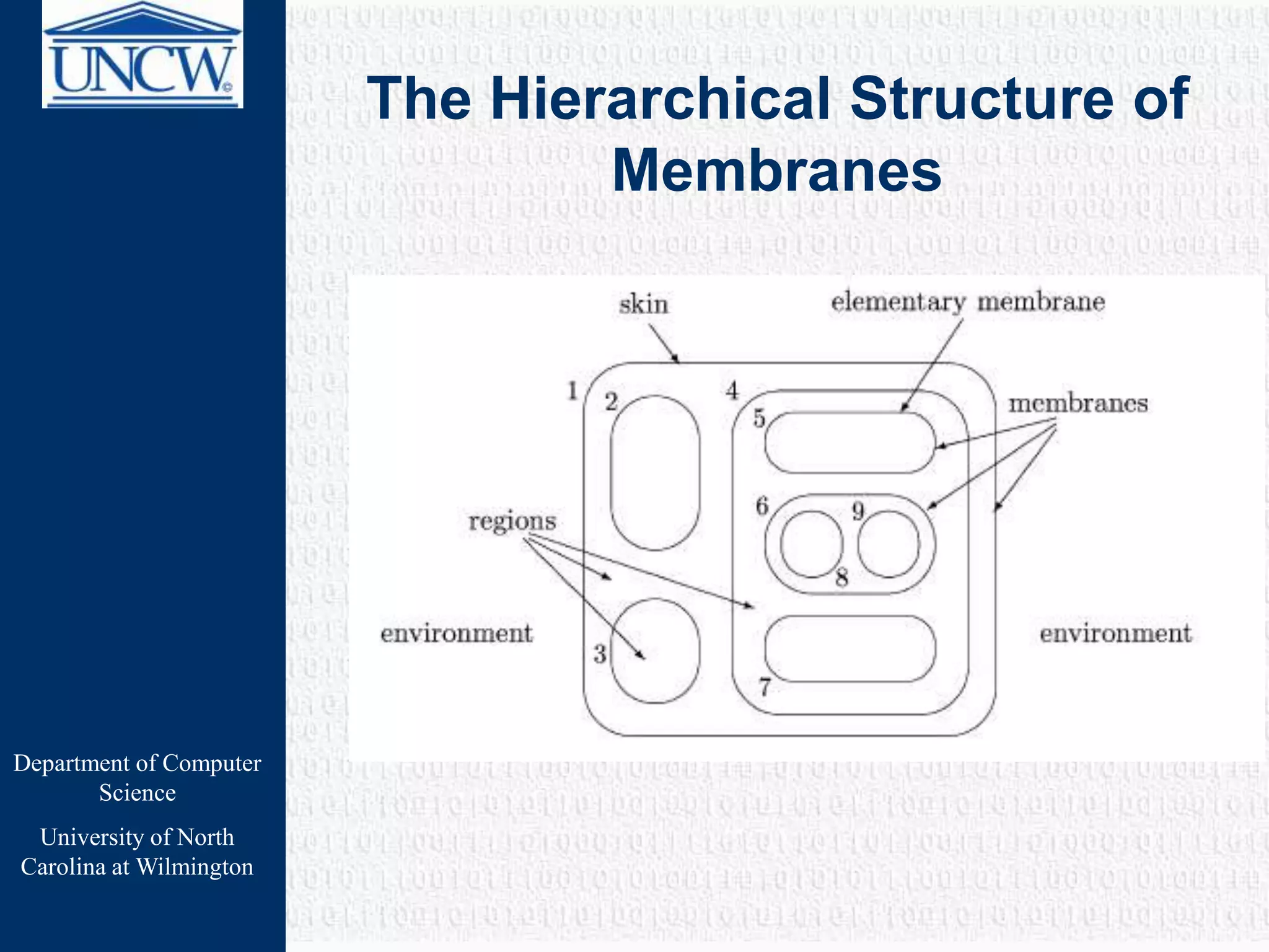 Department of Computer
Science
University of North
Carolina at Wilmington
The Hierarchical Structure of
Membranes
 