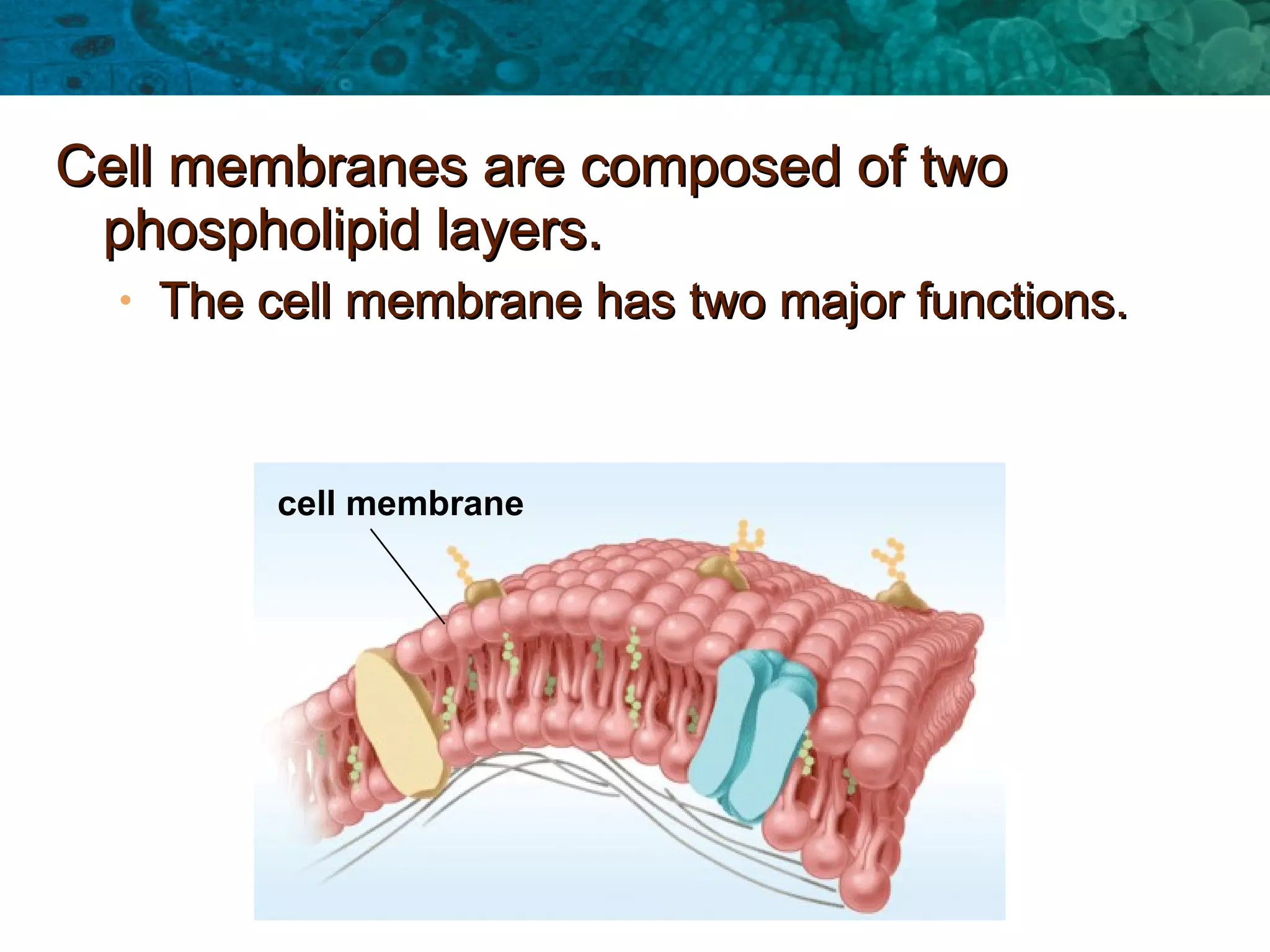 Membrane & Diffusion notes | PPT