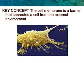 KEY CONCEPT The cell membrane is a barrierKEY CONCEPT The cell membrane is a barrier
that separates a cell from the externalthat separates a cell from the external
environment.environment.
 