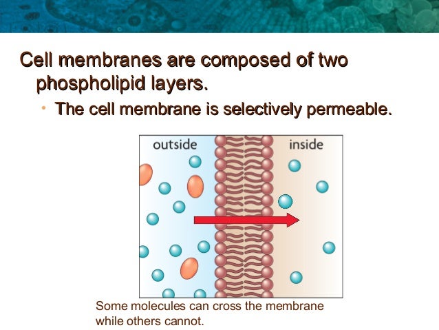 Why Cell Membrane Is Selectively Permeable Labeled Cell Diagram