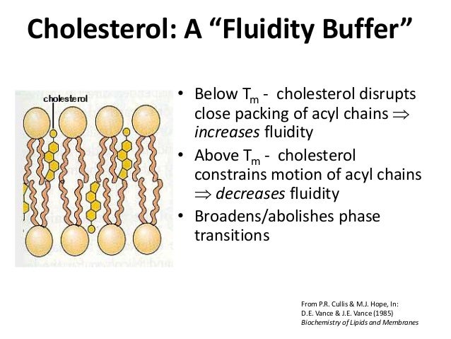 cholesterol in cell membrane