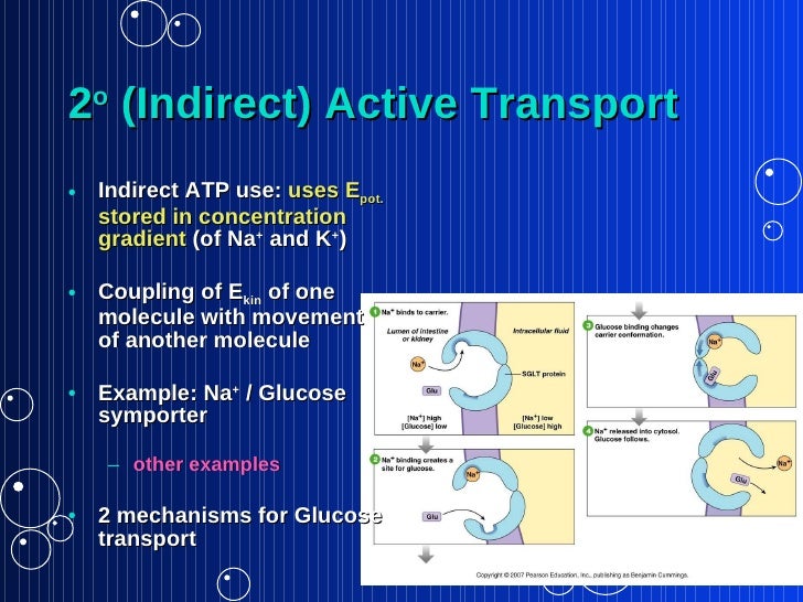 Membrane Dynamics1