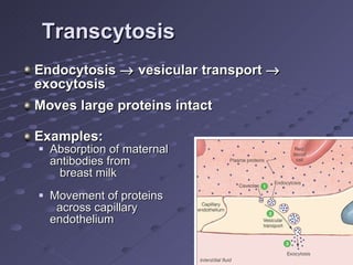 Transcytosis Endocytosis    vesicular transport    exocytosis  Moves large proteins intact Examples:  Absorption of maternal     antibodies from  breast milk Movement of proteins  across capillary  endothelium 