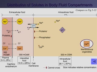 Distribution of Solutes in Body Fluid Compartments Compare to Fig 5-33 