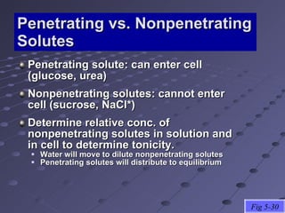 Penetrating vs. Nonpenetrating Solutes Penetrating solute: can enter cell (glucose, urea) Nonpenetrating solutes: cannot enter cell (sucrose, NaCl*) Determine relative conc. of nonpenetrating solutes in solution and in cell to determine tonicity. Water will move to dilute nonpenetrating solutes Penetrating solutes will distribute to equilibrium Fig 5-30 