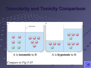 Osmolarity and Tonicity Comparison Compare to Fig 5-35 A is  isosmotic  to B A is  hypotonic  to B 