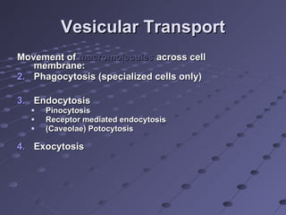 Vesicular Transport Movement of  macromolecules  across cell membrane: Phagocytosis (specialized cells only) Endocytosis Pinocytosis Receptor mediated endocytosis (Caveolae) Potocytosis Exocytosis 