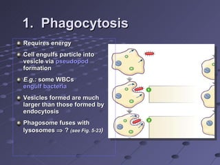 1.  Phagocytosis Requires energy  Cell engulfs particle into vesicle via  pseudopod  formation E.g.:  some WBCs  engulf bacteria Vesicles formed are much larger than those formed by endocytosis Phagosome fuses with lysosomes    ?  (see Fig. 5-23 ) 