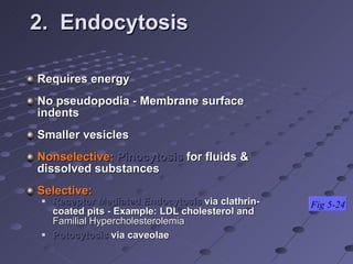 2.  Endocytosis Requires energy  No pseudopodia - Membrane surface indents Smaller vesicles Nonselective:  Pinocytosis  for fluids & dissolved substances Selective: Receptor Mediated Endocytosis   via clathrin-coated pits  -  Example: LDL cholesterol and  Familial Hypercholesterolemia  Potocytosis  via caveolae Fig 5-24 