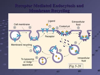 Receptor Mediated Endocytosis and Membrane Recycling Fig 5-28 