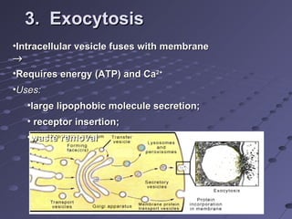 3.  Exocytosis Intracellular vesicle fuses with membrane     Requires energy (ATP) and Ca 2+ Uses:   large lipophobic molecule secretion; receptor insertion;  waste removal 