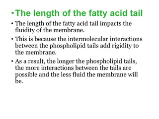 •The length of the fatty acid tail
• The length of the fatty acid tail impacts the
fluidity of the membrane.
• This is because the intermolecular interactions
between the phospholipid tails add rigidity to
the membrane.
• As a result, the longer the phospholipid tails,
the more interactions between the tails are
possible and the less fluid the membrane will
be.
 