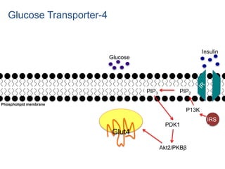 Glut4
P13K
PIP3 PIP2
PDK1
Akt2/PKBβ
IRS
1
Glucose
Insulin
Glucose Transporter-4
Phospholipid membrane
 