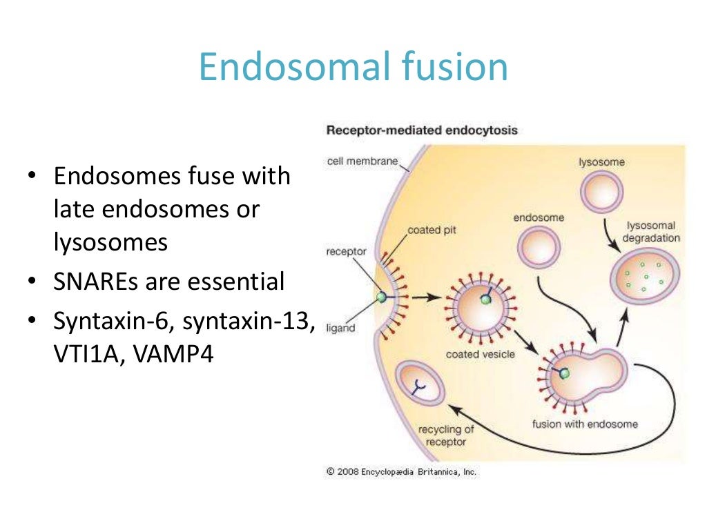Membrane fusion