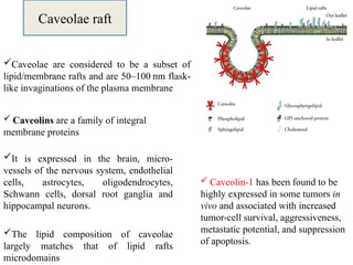 Membrane lipidomics presentation submitted by Yenkokpam Supriya | PPTX