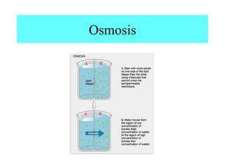 Osmosis
 
