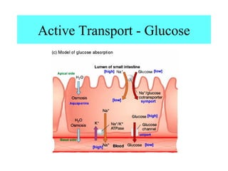 Active Transport - Glucose
 