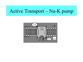 Active Transport – Na-K pump
 