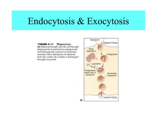 Endocytosis & Exocytosis
 